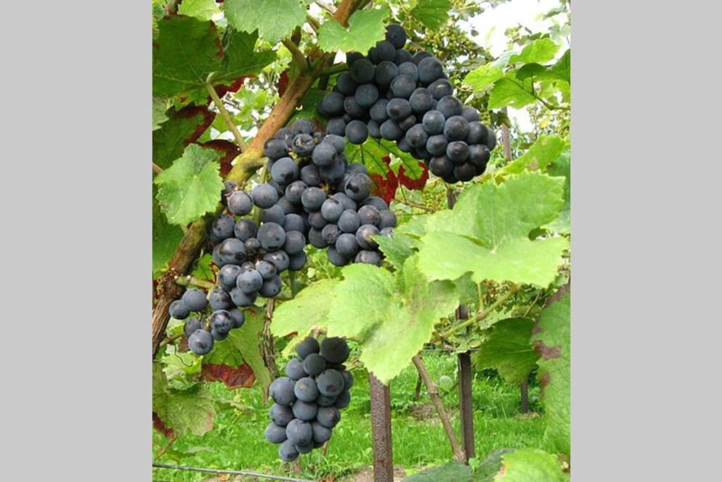 فيلا Raisin House Koukounariá المظهر الخارجي الصورة